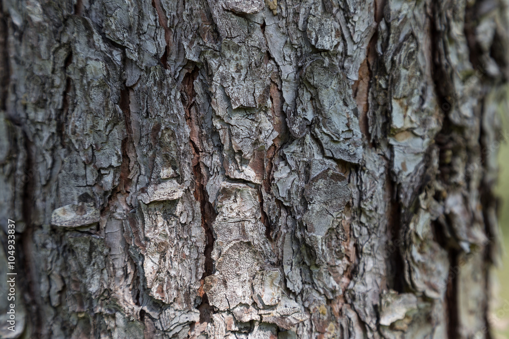 bark of tree