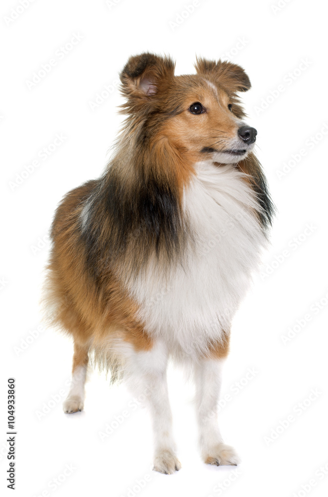 Fototapeta premium young shetland dog