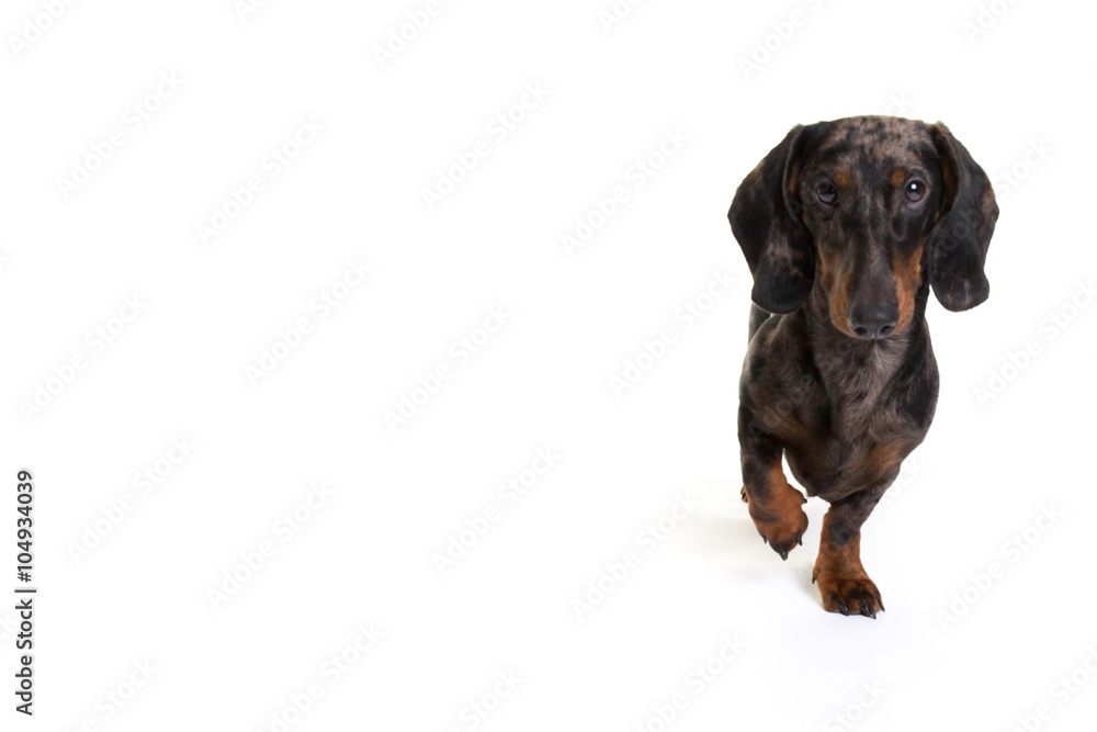 Dachshund, 1 year old, standing in front of white background