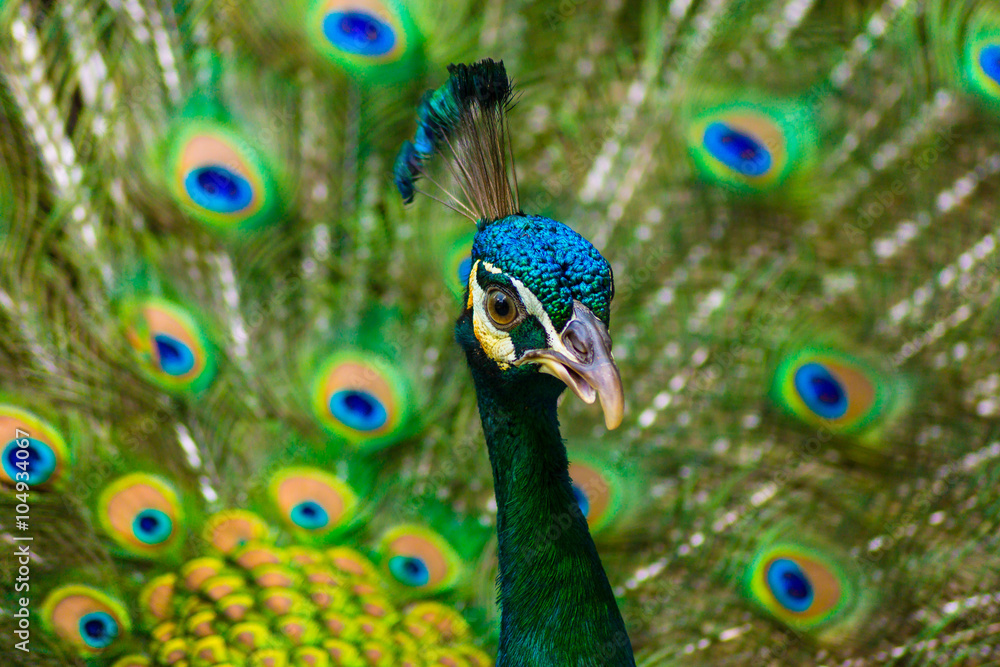 Naklejka premium Pfau mit Federn