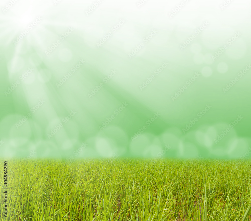 Green grass with blurred bokeh light and sun ray