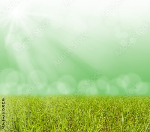 Fototapeta Naklejka Na Ścianę i Meble -  Green grass with blurred bokeh light and sun ray