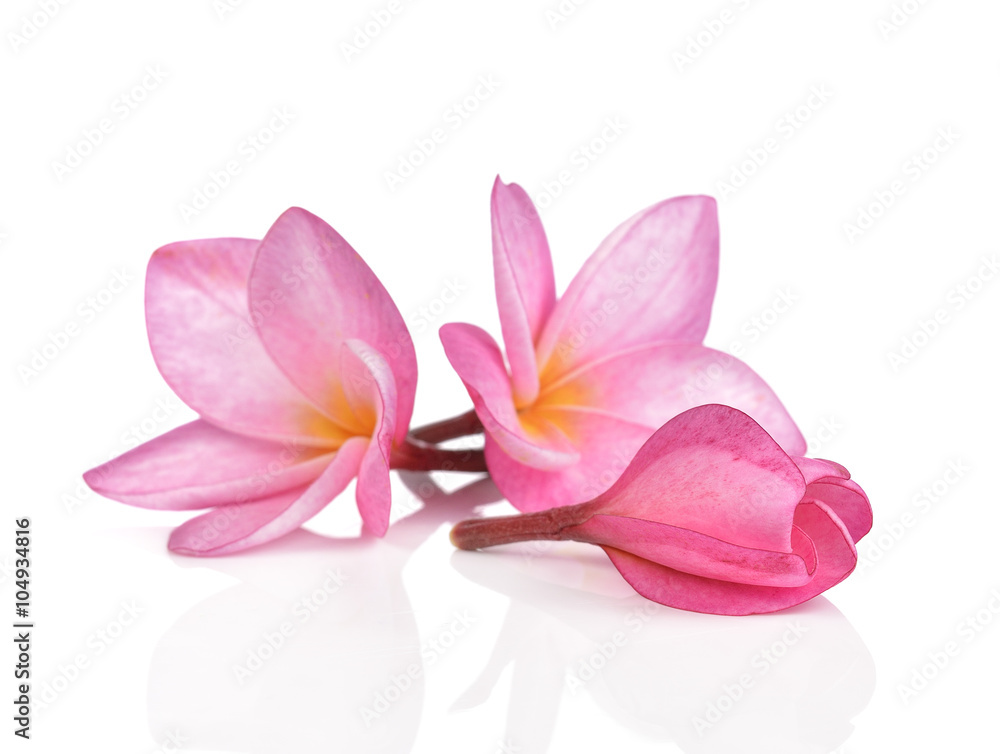 Pink plumeria flowers isolated on white background