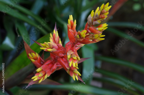 Colorful of bromeliaceae in garden