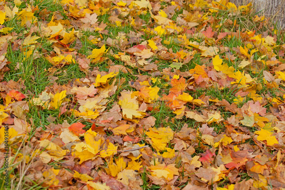 Yellow, orange and red autumn leaves