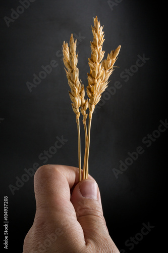 ripe wheat ears boxed in his hand