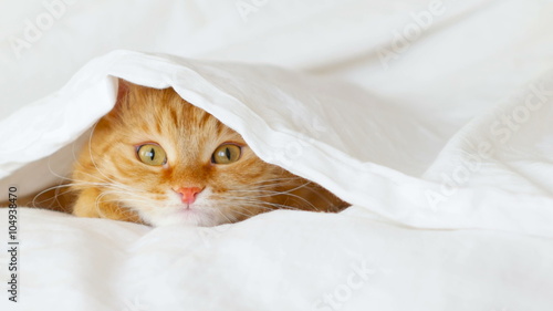 Ginger cat hides in bed under a white blanket. Fluffy pet is going to play.
