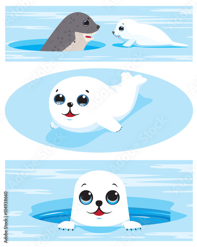 Set of images of harp seal pups
