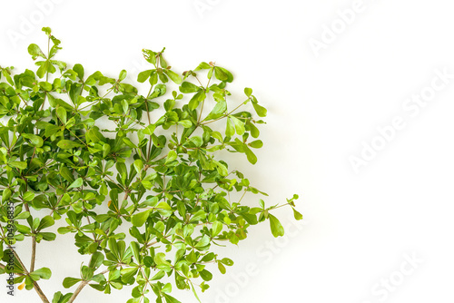 Green leaves on white background