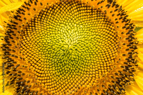 Fototapeta Naklejka Na Ścianę i Meble -  close-up of a beautiful sunflower