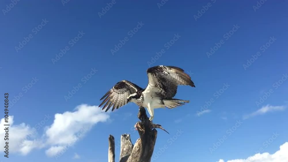 Osprey Pandion haliaetus eating fish close-up Florida USA Osprey Pandion haliaetus eating fish close-up Florida USA