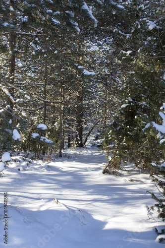 Bosco innevato photo