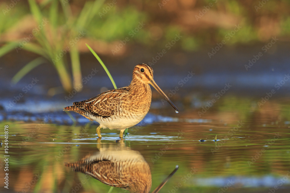 Snipe in all its glory, knee-deep in water/Snipe in all its glory, knee-deep in the water, summer sun Snipe in all its glory, knee-deep in water/Snipe in all its glory, knee-deep in the water, summer sun