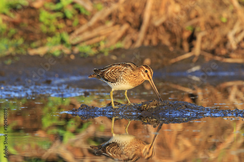 Snipe on the island of swamp land/Snipe land on the island among the marshes, birds looking for food