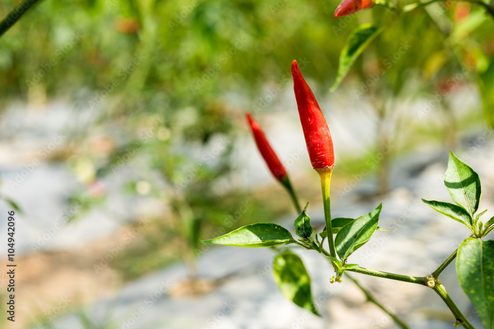 chillies growing in the vegetable garden chillies growing in the vegetable garden