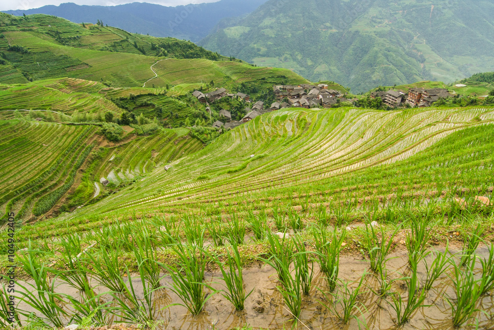 Longsheng rice terraces china