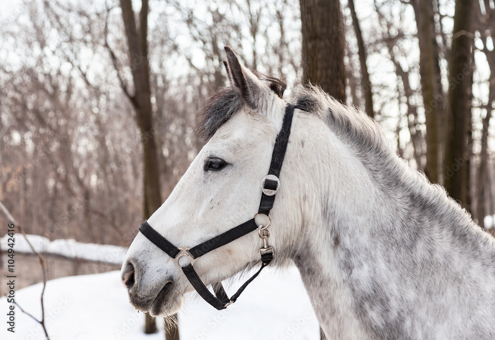 Head of a beautiful white horse at the farm Head of a beautiful white horse at the farm