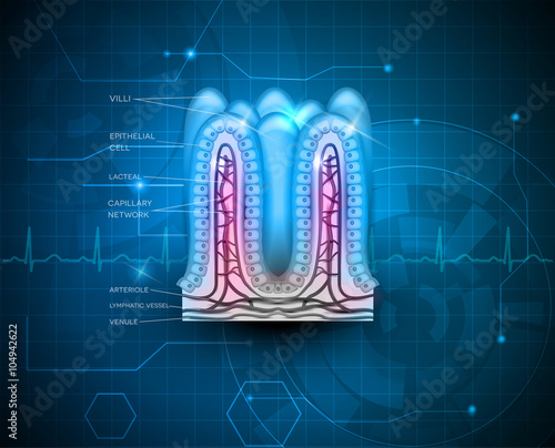 Intestinal villi anatomy on a beautiful abstract technology background