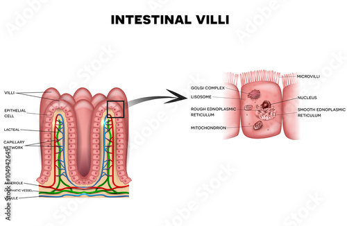 Intestinal villi and microvilli detailed anatomy on a white background photo