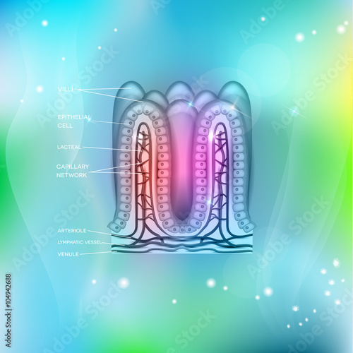 Intestinal villi anatomy on a beautiful light blue mesh background