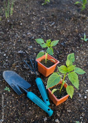 Planting vegetable in garden
