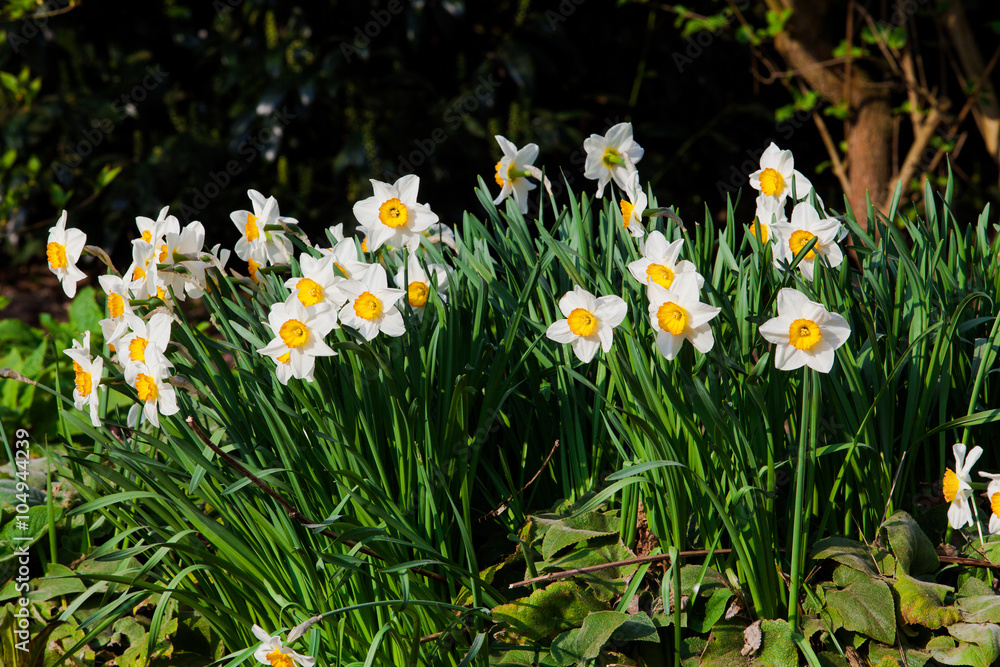 spring flowers. Yellow Narcissus flowers in the garden spring flowers. Yellow Narcissus flowers in the garden