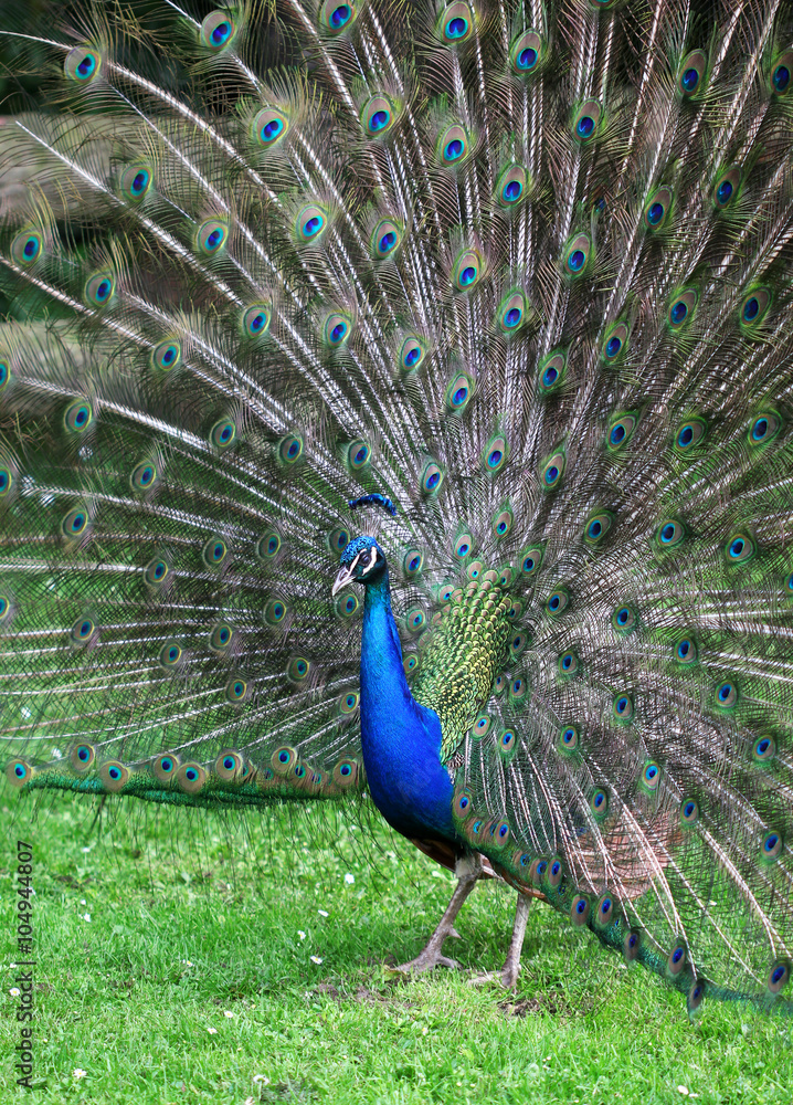 Fototapeta premium The colorful peacock with the open tail