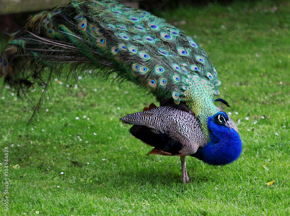 Naklejka premium The colorful peacock with the open tail