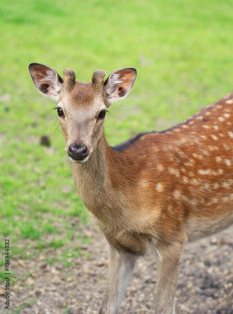 The cute roe deer close up portrait