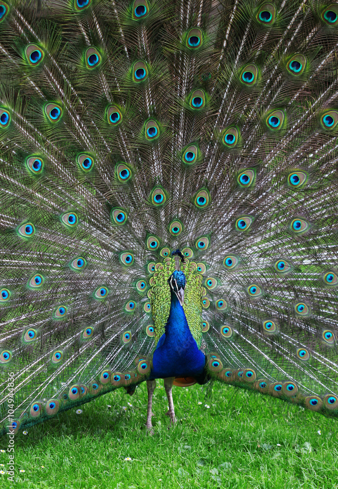Obraz premium The colorful peacock with the open tail