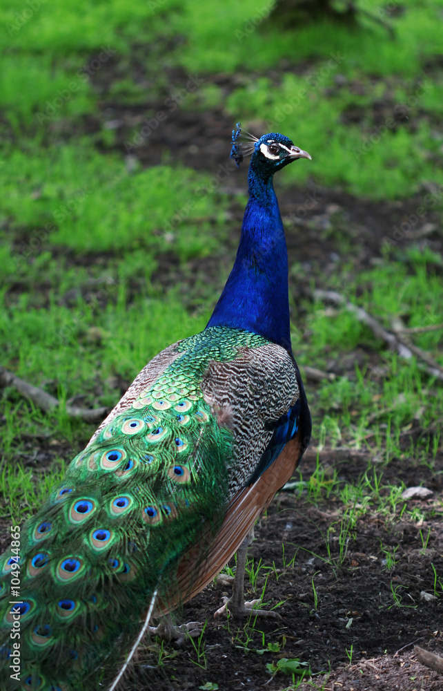 Fototapeta premium The colorful peacock with the open tail