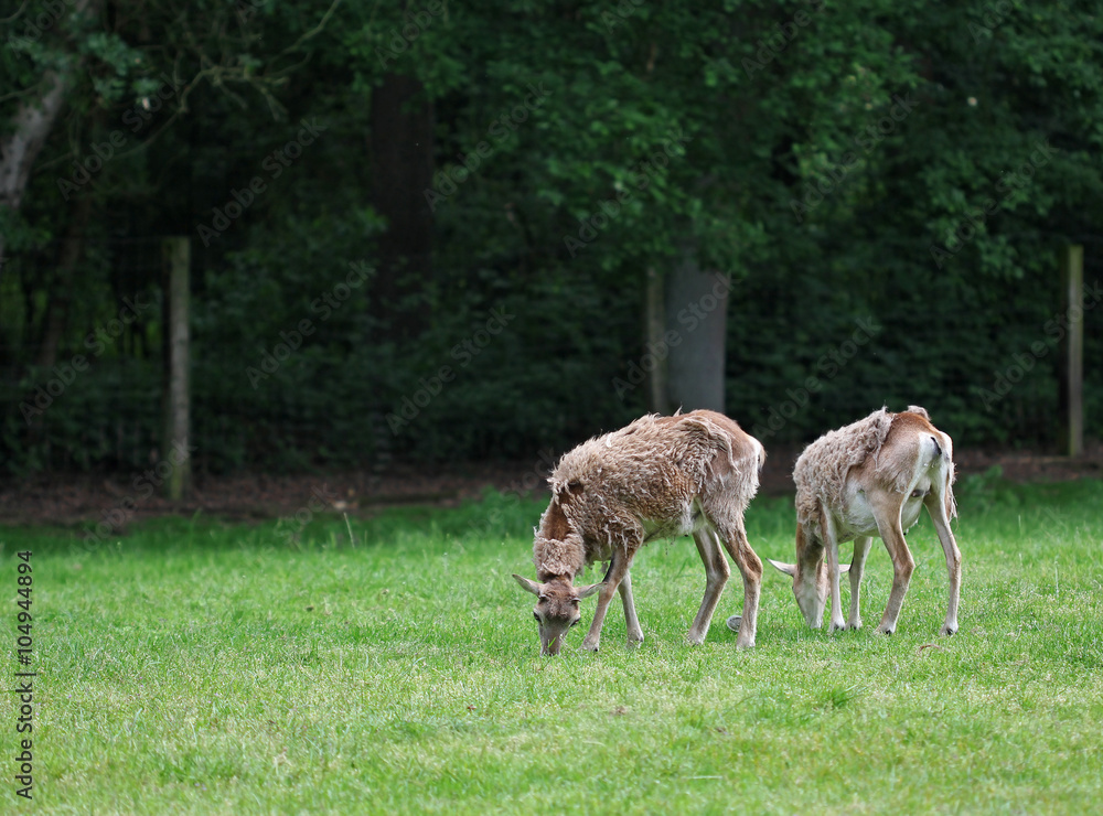 Two roe deersstanding and eating grass in the green field Two roe deersstanding and eating grass in the green field
