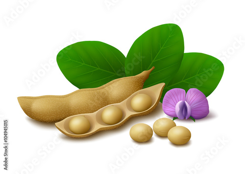 Soybeans isolated on white background