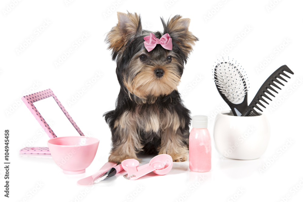 Valokuva Yorkshire terrier with grooming products - tilaa netistä  Europosters.fi