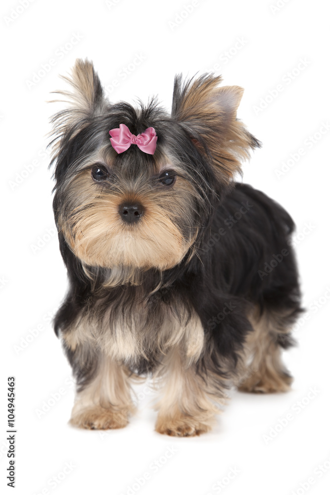Three months old Yorkshire terrier isolated on white Three months old Yorkshire terrier isolated on white