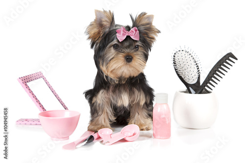 Yorkshire terrier with grooming products photo