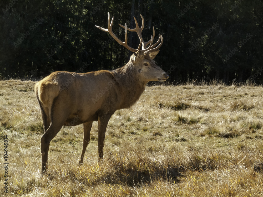 Obraz premium Wild, adult dominant Cervus elaphus Red deer male