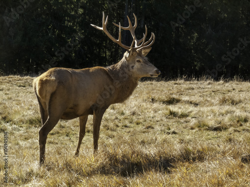 Wild  adult dominant Cervus elaphus Red deer male