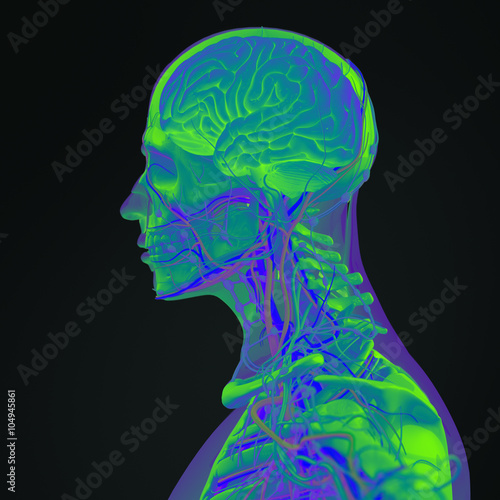 Human anatomy 3D futuristic technology scan. Head profile and brain side section. Vibrant colors. Biological information. Sci-fi.