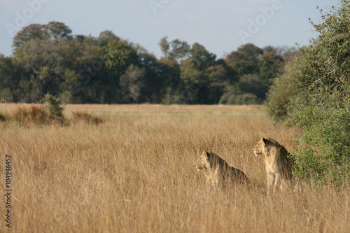 Lions in Okavango Delta