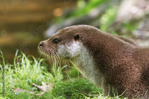 European Otter on grass