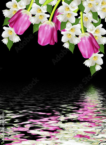 spring flowers tulips isolated on black background