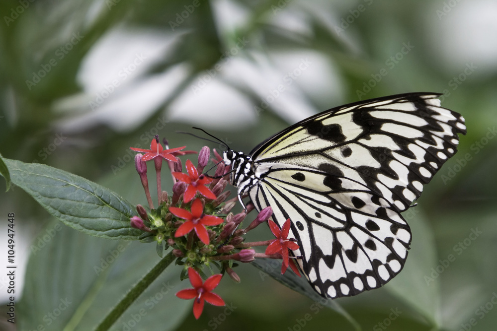 Fototapeta premium butterfly (Idea leuconoe) on green leaf