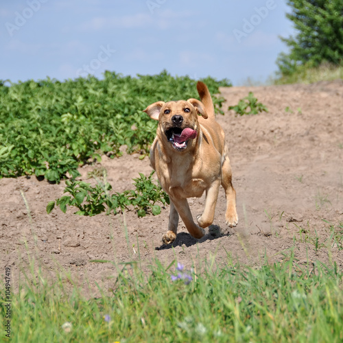 Fototapeta Naklejka Na Ścianę i Meble -  funny Labrador dog running on the grass