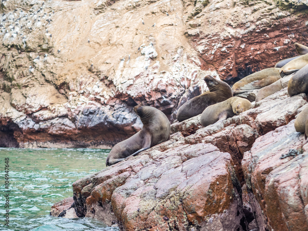 Obraz premium The Sea Lions Community