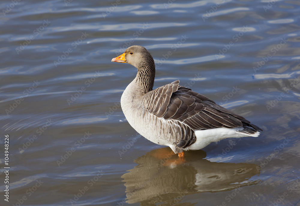 Greylag Goose.