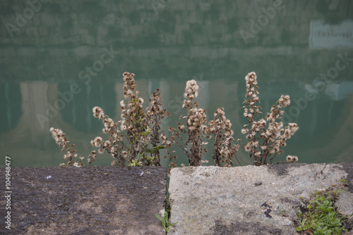 Fiori spontanei lungo il fosso reale photo