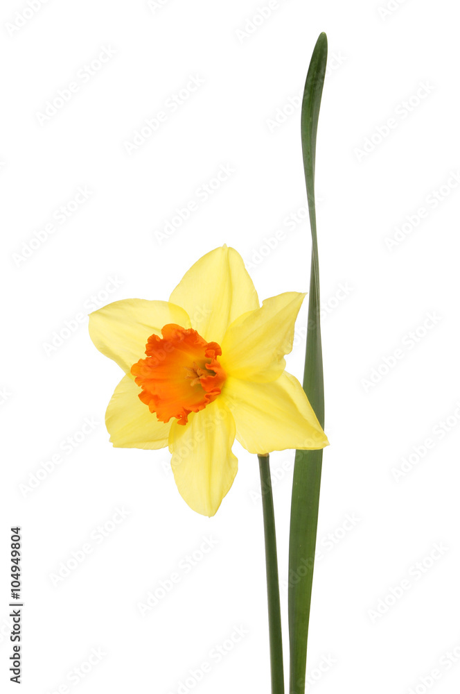 Fototapeta premium Daffodil flower isolated