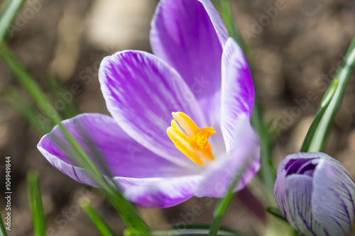 crocus purple saffron