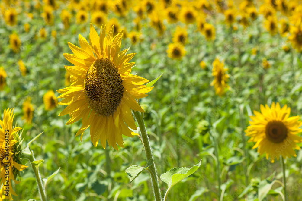 Close up sunflowers in field Close up sunflowers in field